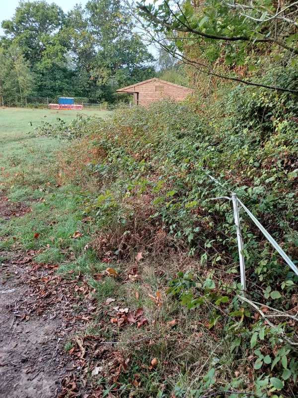 Overgrown bramble bank along a field edge