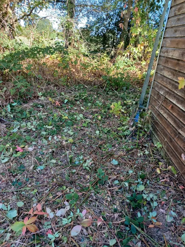 Corner by the shed cleared