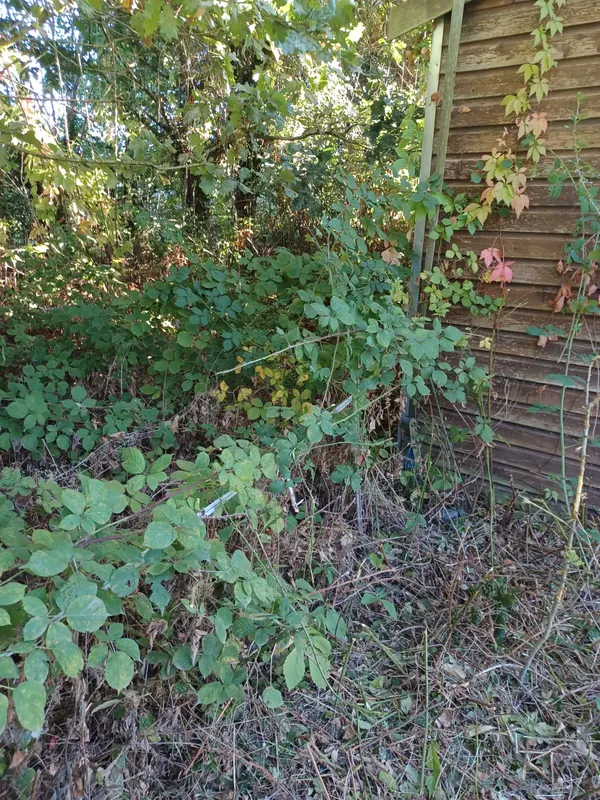 Brambles filling the corner by a shed