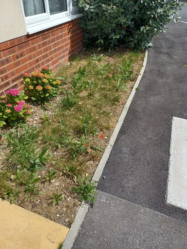 Weeds through a front lawn beside a hedge