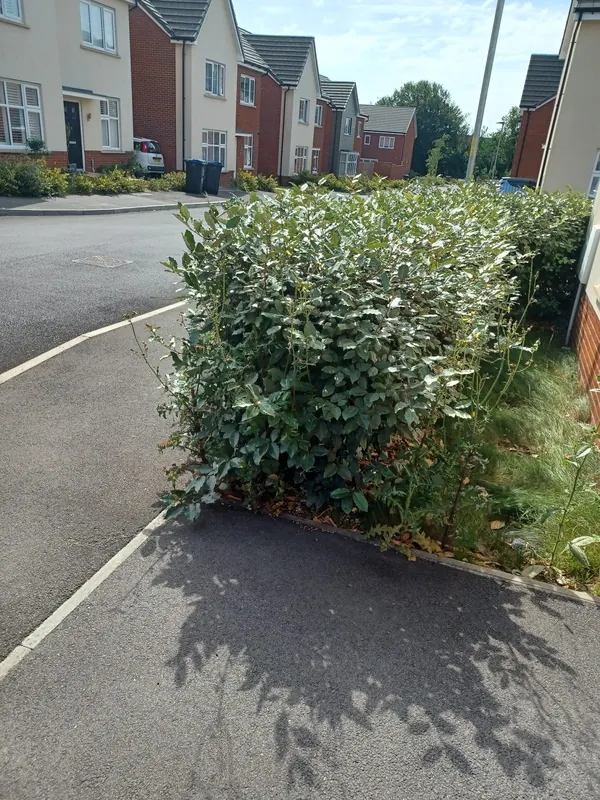 Overgrown front hedge with weeds through it