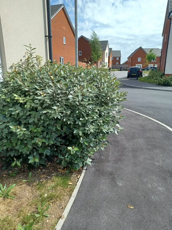 Hedge spilling over the path on a corner