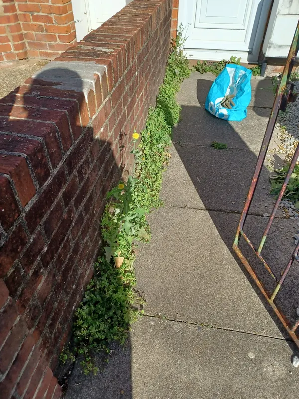 Weeds along the front path