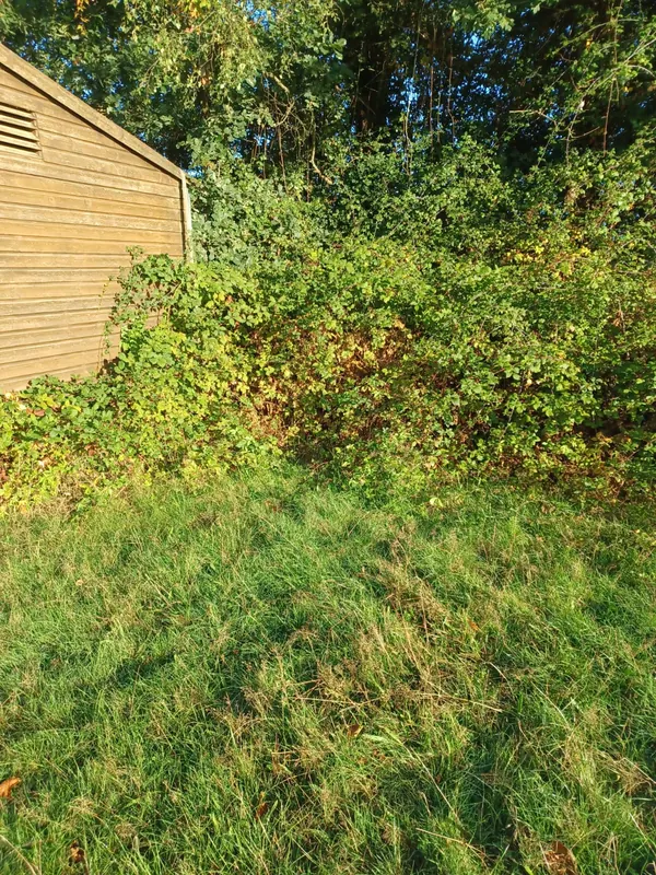 Brambles beside a stable block