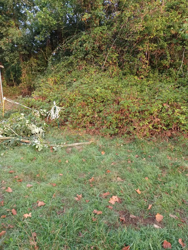 Bramble bank by a stable with cut branches in front