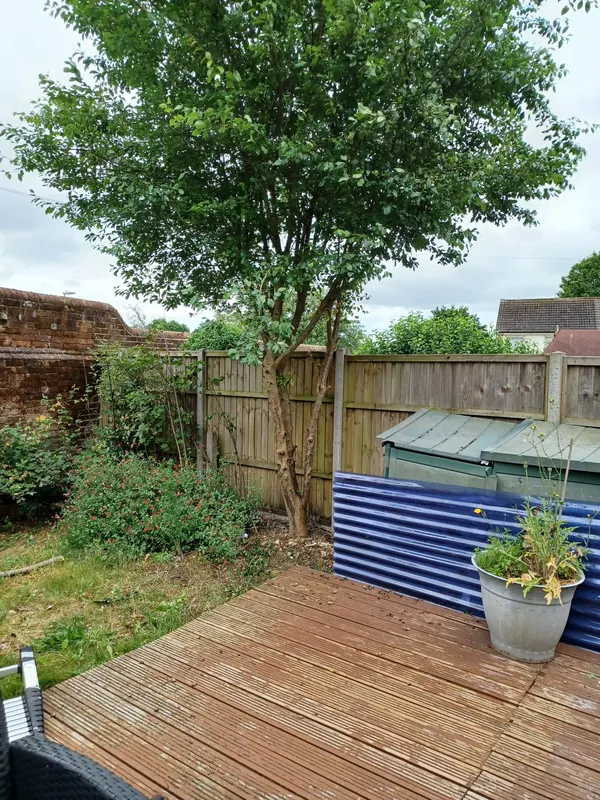 Large garden tree crowding a back fence