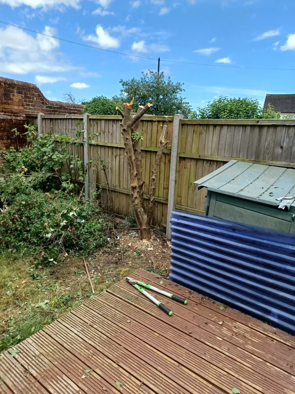 Garden tree reduced in sections from the top