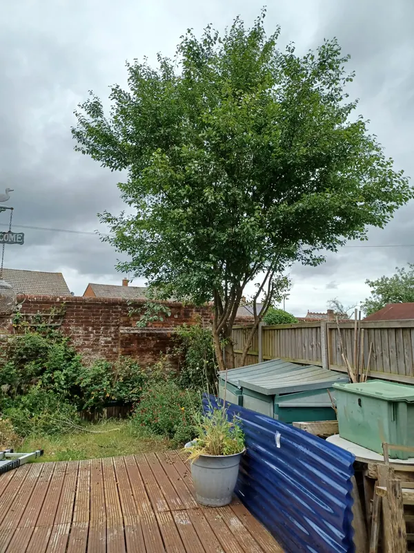 Garden tree before work started