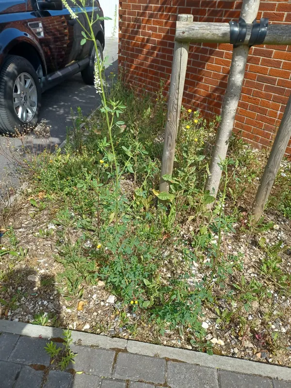 Weeds growing around a staked street tree