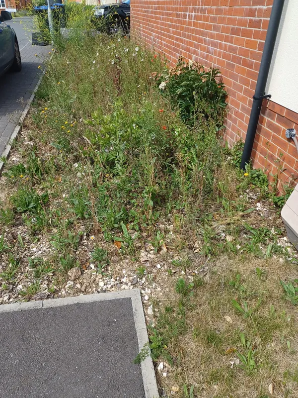 Weeds and long grass filling a border along a brick wall